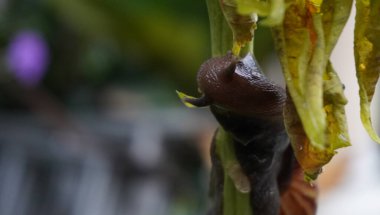 Ağaçtaki salyangozlar harika görünüyor.