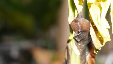 Ağaçtaki salyangozlar harika görünüyor.