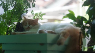 Kahverengi ve beyaz renkli kedi çok güzel görünüyor.