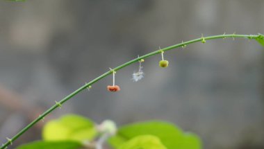 Parkta çiçeklerin güzel görünmesi