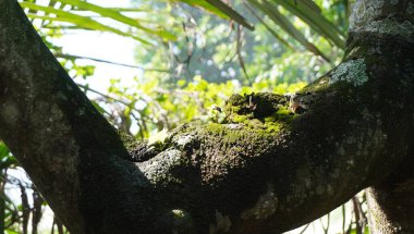 Parktaki ağaçlar çok güzel görünüyor.