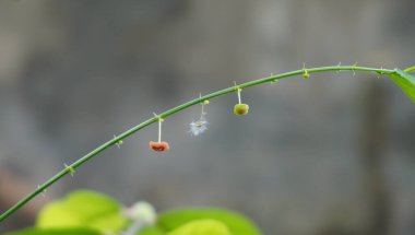 Parkta çiçeklerin güzel görünmesi