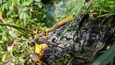 Parktaki ağaçlar çok güzel görünüyor.