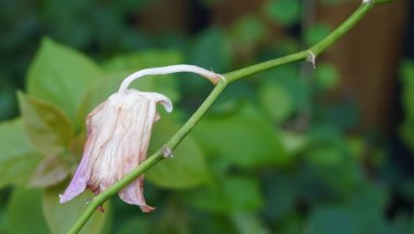 Parktaki orkide çiçekleri çok güzel görünüyor.