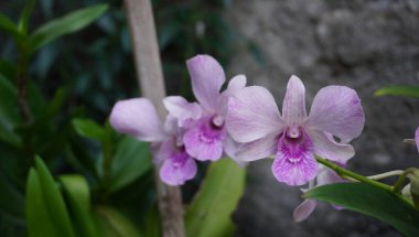 Parkta çeşitli renklerde orkide çiçekleri çok güzel görünüyor.