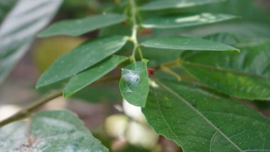 Parktaki ağaçlar çok güzel görünüyor.