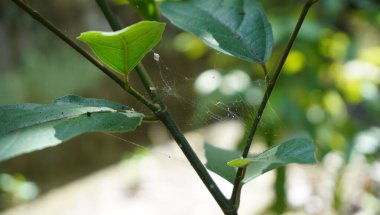 Parktaki ağaçlar çok güzel görünüyor.
