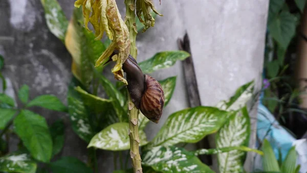 Ağaçtaki salyangozlar harika görünüyor.