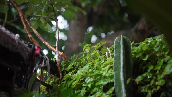 Yağmur yağarken park etmek çok güzel.