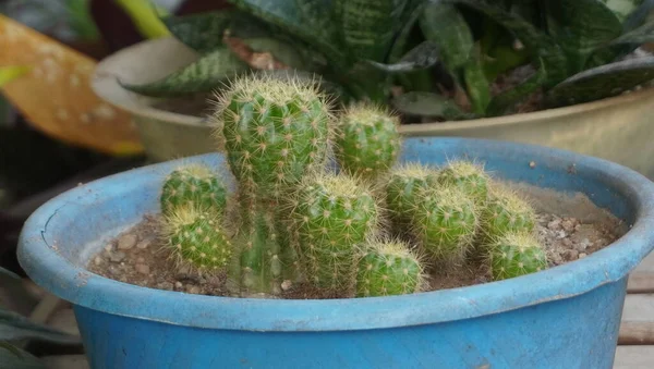 Damardaki kaktüs ağacına bak.