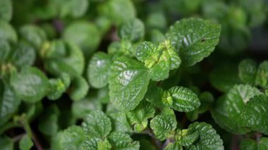 Parktaki ağaçlar çok güzel görünüyor.