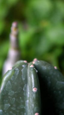 Parktaki kaktüs ağacı çok güzel.