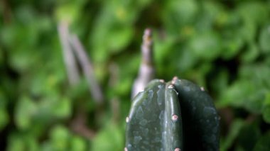 Parktaki kaktüs ağacı çok güzel.