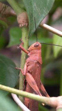 Çekirge ağaçta kahverengi renkte