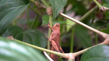 Çekirge ağaçta kahverengi renkte