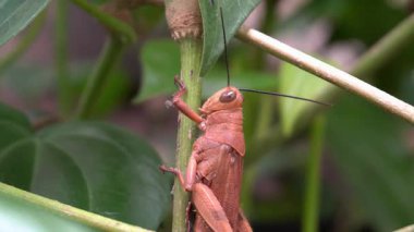 Çekirge ağaçta kahverengi renkte