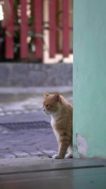 Kedi yerde güzel görünüyor.