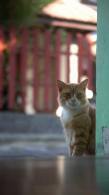 Kedi yerde güzel görünüyor.