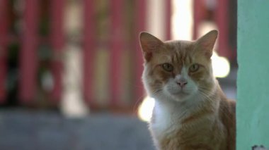 Kedi yerde güzel görünüyor.