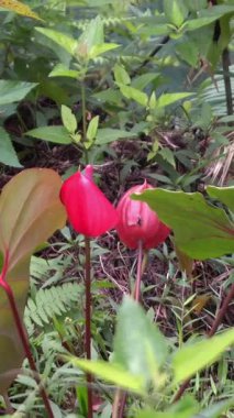 Dağın tepesindeki çiçeklere bak.