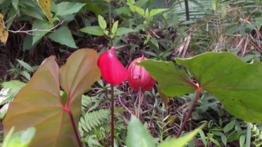 Dağın tepesindeki çiçeklere bak.