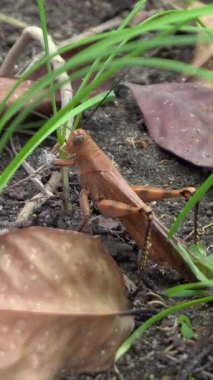 Parkta kahverengi renkte çekirgenin güzelliğine bak.