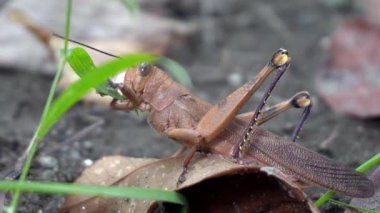 Parkta kahverengi renkte çekirgenin güzelliğine bak.