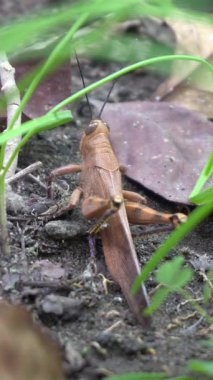 Parkta kahverengi renkte çekirgenin güzelliğine bak.