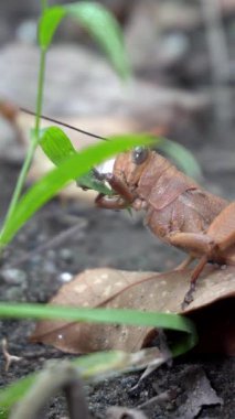 Parkta kahverengi renkte çekirgenin güzelliğine bak.