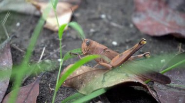 Parkta kahverengi renkte çekirgenin güzelliğine bak.