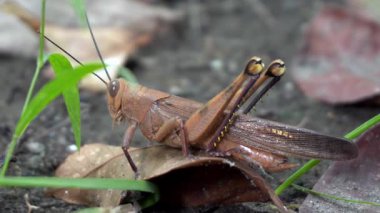 Parkta kahverengi renkte çekirgenin güzelliğine bak.