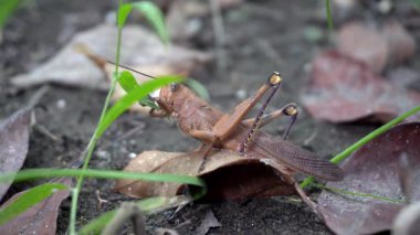 Parkta kahverengi renkte çekirgenin güzelliğine bak.