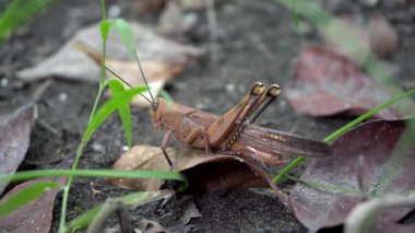 Parkta kahverengi renkte çekirgenin güzelliğine bak.