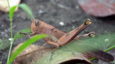 Parkta kahverengi renkte çekirgenin güzelliğine bak.