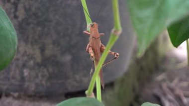 Parkta kahverengi renkte çekirgenin güzelliğine bak.