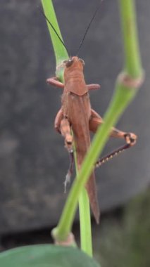 Parkta kahverengi renkte çekirgenin güzelliğine bak.