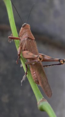 Parkta kahverengi renkte çekirgenin güzelliğine bak.