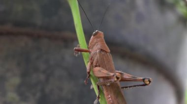 Parkta kahverengi renkte çekirgenin güzelliğine bak.
