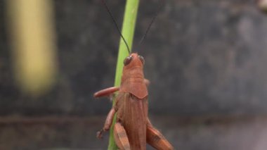 Parkta kahverengi renkte çekirgenin güzelliğine bak.