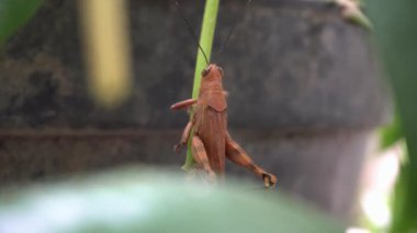 Parkta kahverengi renkte çekirgenin güzelliğine bak.