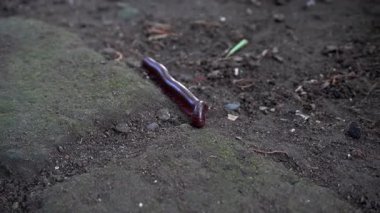 Kırkayağın güzelliğine bak.