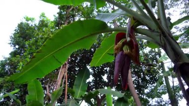 Parktaki ağaçlar çok güzel görünüyor.