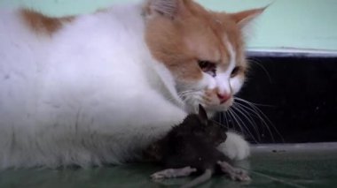 Kedi ve farenin yerde komik görünmesi