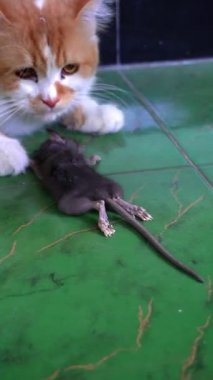 Kedi ve farenin yerde komik görünmesi