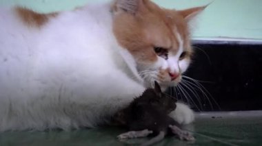 Kedi ve fare yerde kahverengi ve beyaz renkte