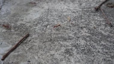 Yerde karınca güzel görünüyor.