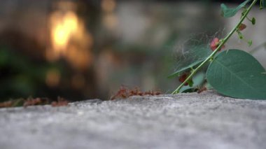 Yerde karınca güzel görünüyor.