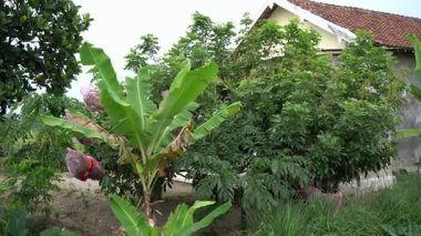 Parktaki ağaç harika görünüyor.