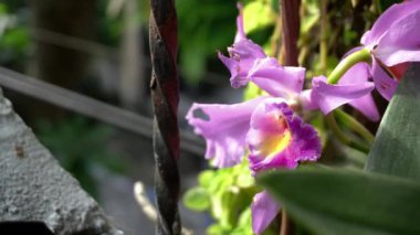 Çiçeklerin renkleri çok güzel.