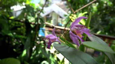 Mor renkli orkide çiçekleri harika görünüyor.